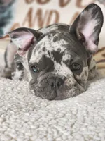 Rocco, a male French Bulldog for sale in Cape Coral, FL – Photo 8 of 8