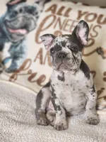 Rocco, a male French Bulldog for sale in Cape Coral, FL – Photo 3 of 8