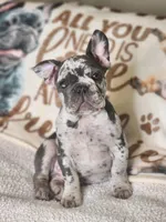 Rocco, a male French Bulldog for sale in Cape Coral, FL – Photo 7 of 8
