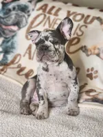 Rocco, a male French Bulldog for sale in Cape Coral, FL – Photo 5 of 8