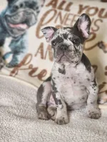 Rocco, a male French Bulldog for sale in Cape Coral, FL – Photo 4 of 8