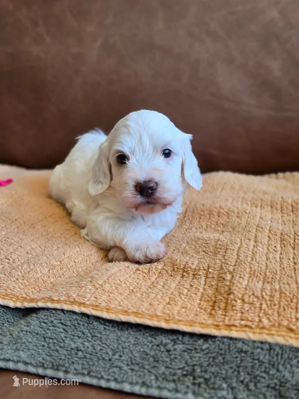 Sky – Australian Labradoodle puppy for sale in San Diego, CA