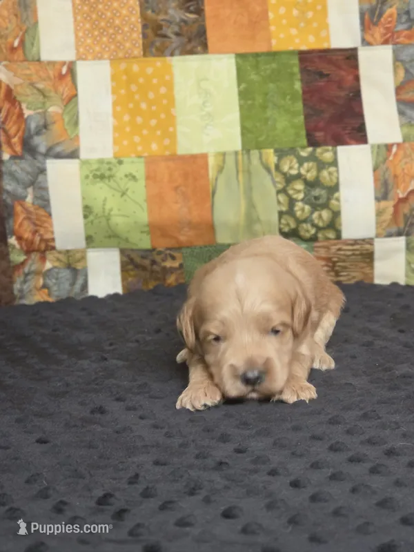 Sunny – Australian Labradoodle puppy for sale in San Diego, CA