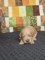Sunny, a male Australian Labradoodle for sale in San Diego, CA – 1 of 1