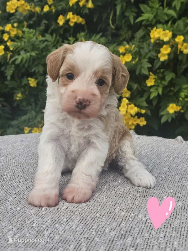 Monkey – Schnoodle puppy for sale in San Diego, CA