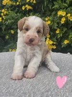 Monkey, a female Schnoodle for sale in San Diego, CA – 1 of 1