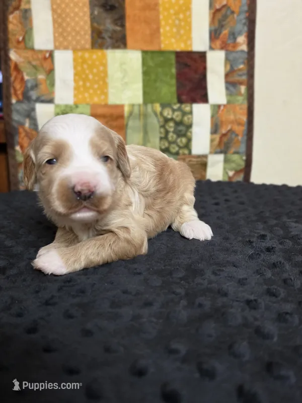 Stormy – Australian Labradoodle puppy for sale in San Diego, CA