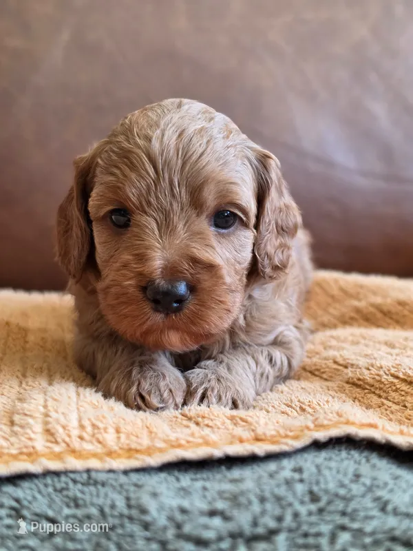 Rocket – Australian Labradoodle puppy for sale in San Diego, CA