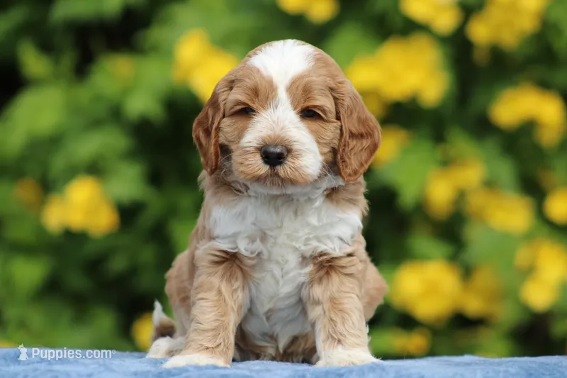 Melon – Australian Labradoodle puppy for sale in San Diego, CA