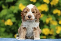 Melon, a male Australian Labradoodle for sale in San Diego, CA – Photo 1 of 2