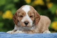 Melon, a male Australian Labradoodle for sale in San Diego, CA – Photo 2 of 2