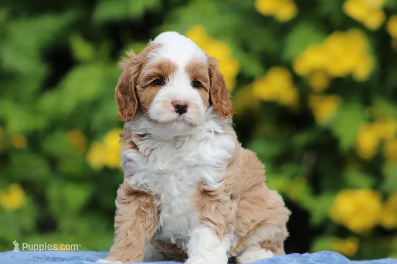 Pineapple  – Australian Labradoodle puppy for sale in San Diego, CA