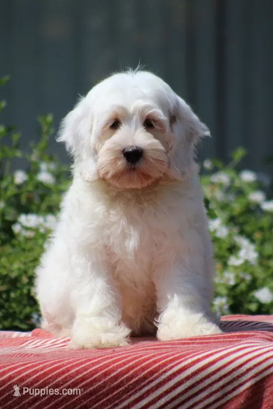 Coconut *Red Roan* !! – Australian Labradoodle puppy for sale in San Diego, CA