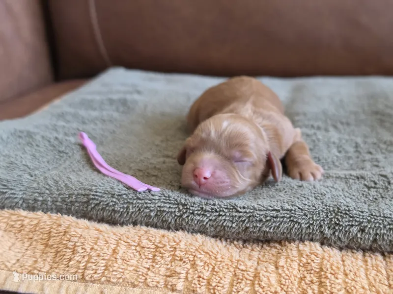 Lucy – Australian Labradoodle puppy for sale in San Diego, CA
