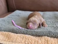 Lucy, a male Australian Labradoodle for sale in San Diego, CA – 1 of 1