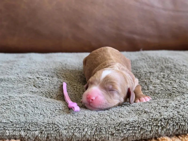 Cindy Lou – Australian Labradoodle puppy for sale in San Diego, CA