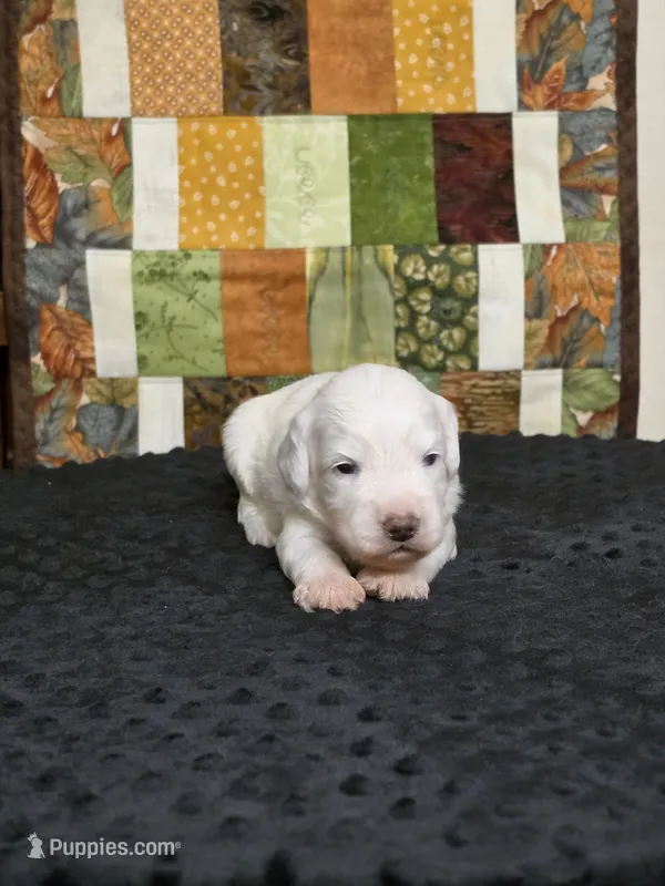Sky – Australian Labradoodle puppy for sale in San Diego, CA