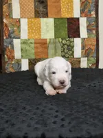 Sky, a female Australian Labradoodle for sale in San Diego, CA – 1 of 1
