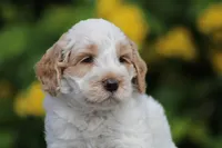 Bannana, a male Australian Labradoodle for sale in San Diego, CA – Photo 2 of 2