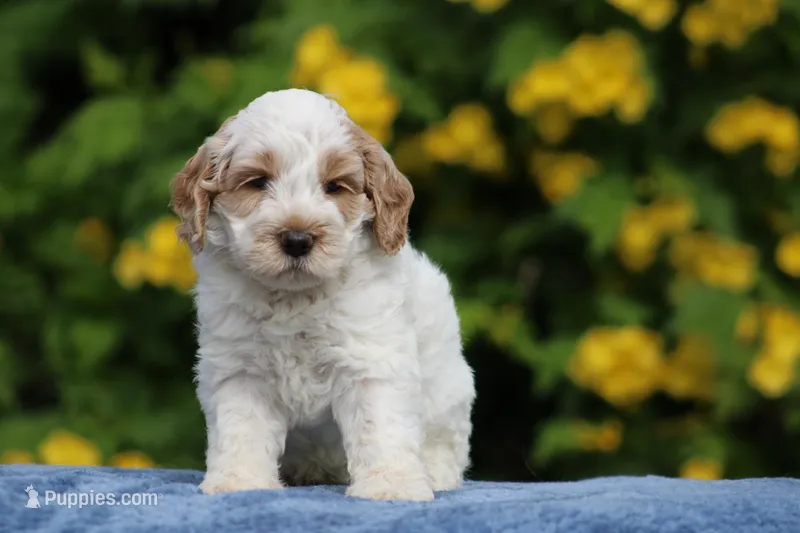 Bannana, a male Australian Labradoodle for sale in San Diego, CA – Photo 1 of 2