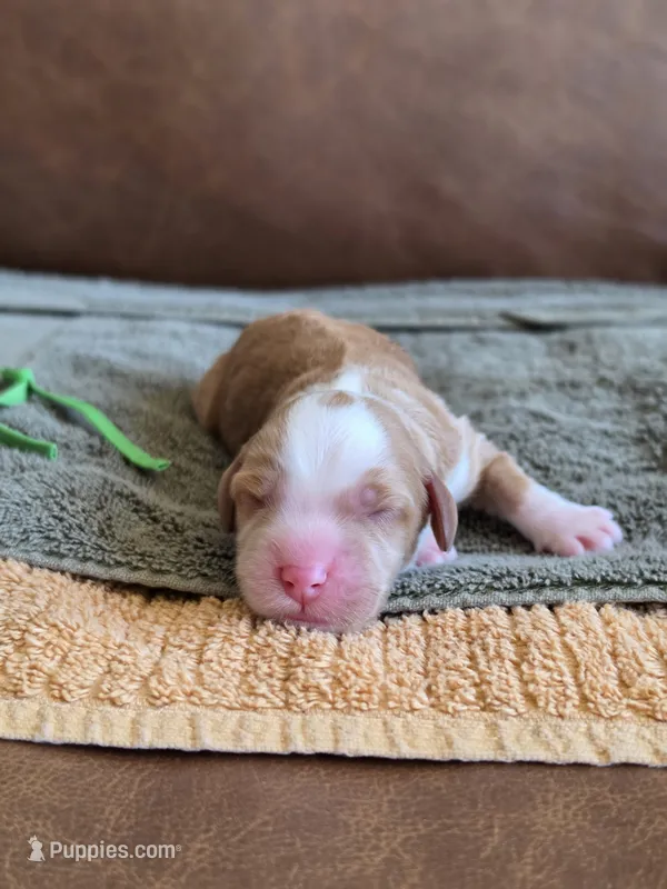 Ralphie – Australian Labradoodle puppy for sale in San Diego, CA