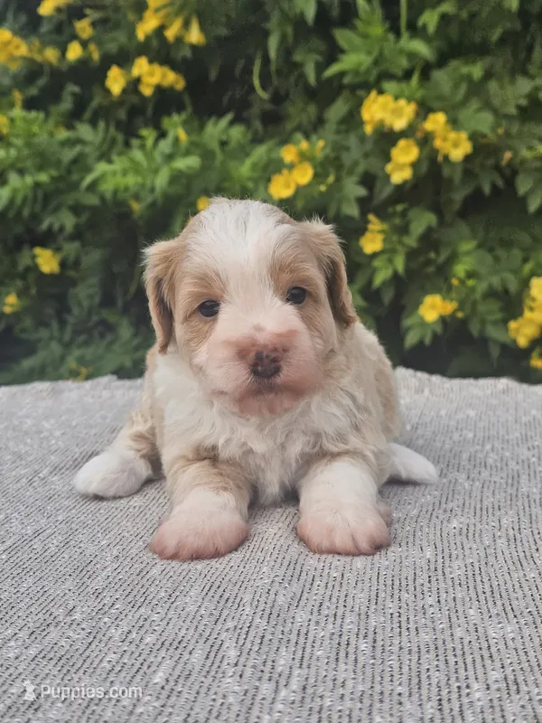 Goose – Schnoodle puppy for sale in San Diego, CA