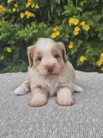 Goose, a male Schnoodle for sale in San Diego, CA – 1 of 1