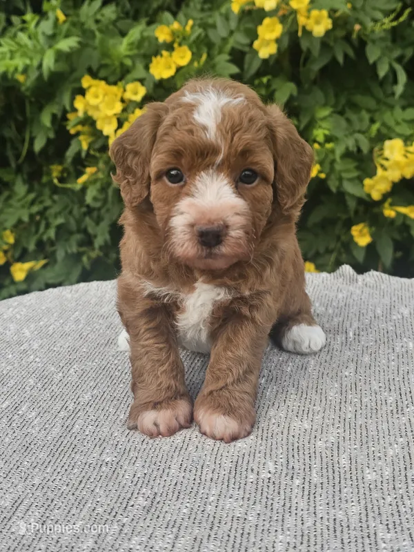 Cinnamon – Schnoodle puppy for sale in San Diego, CA