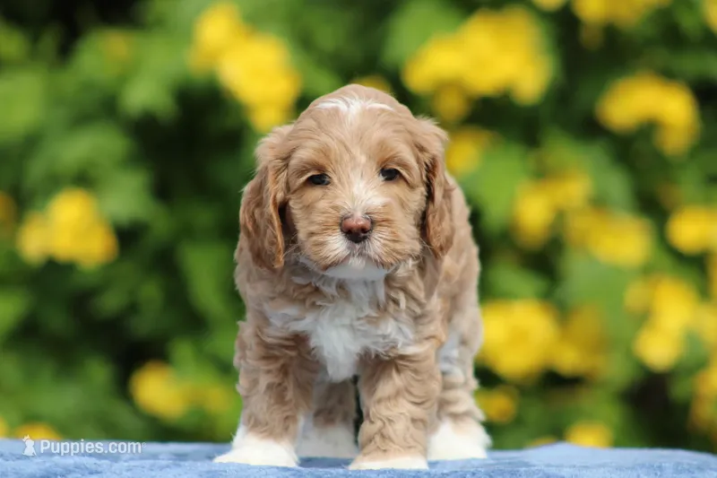Mango – Australian Labradoodle puppy for sale in San Diego, CA