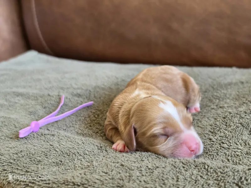 Jovie – Australian Labradoodle puppy for sale in San Diego, CA