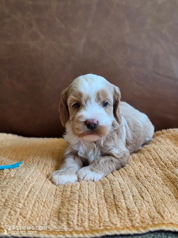 Stormy – Australian Labradoodle puppy for sale in San Diego, CA