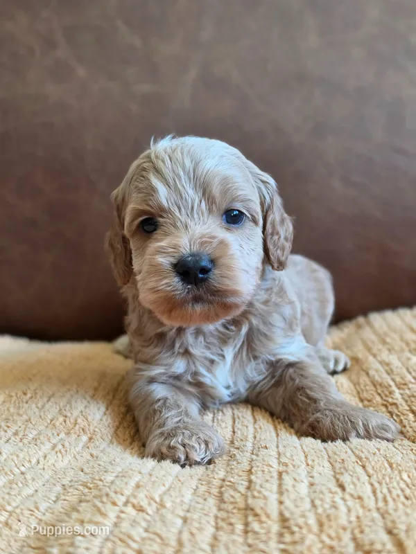 Sunny – Australian Labradoodle puppy for sale in San Diego, CA