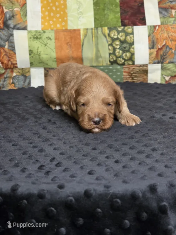 Rocket – Australian Labradoodle puppy for sale in San Diego, CA