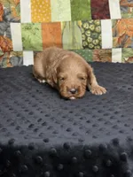 Rocket, a male Australian Labradoodle for sale in San Diego, CA – 1 of 1