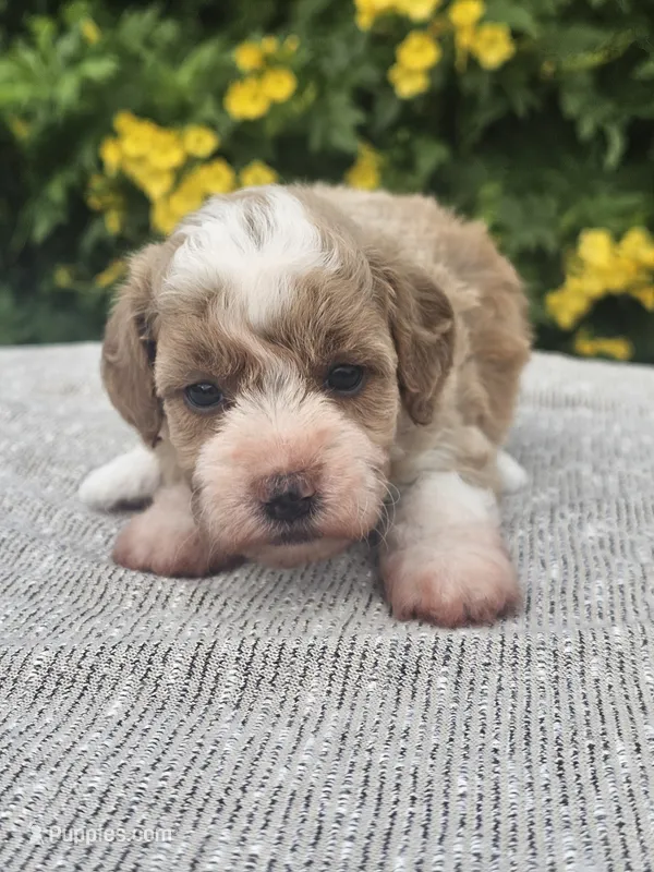 Hoppy – Schnoodle puppy for sale in San Diego, CA