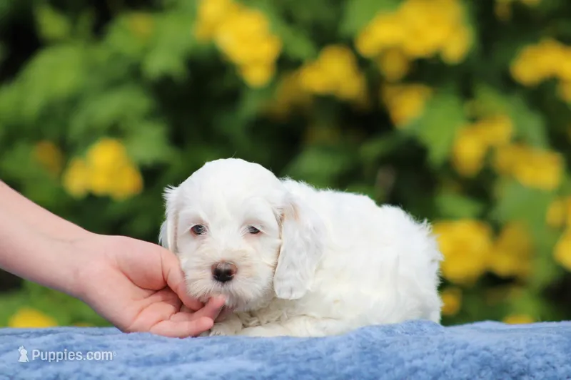 Coconut – Australian Labradoodle puppy for sale in San Diego, CA