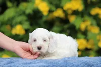 Coconut, a female Australian Labradoodle for sale in San Diego, CA – Photo 1 of 2