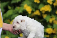 Coconut, a female Australian Labradoodle for sale in San Diego, CA – Photo 2 of 2