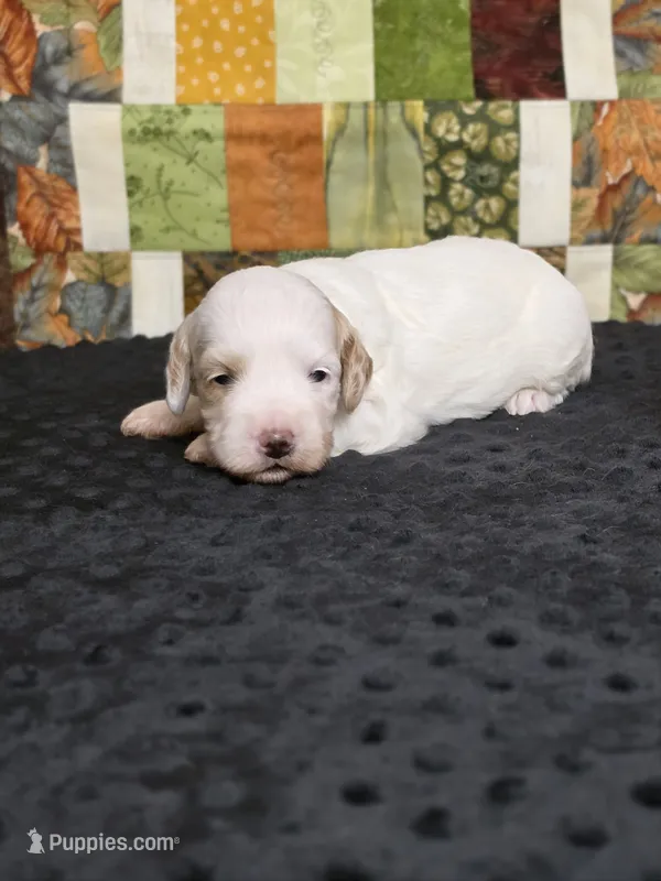 Star – Australian Labradoodle puppy for sale in San Diego, CA