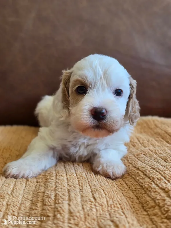 Star – Australian Labradoodle puppy for sale in San Diego, CA