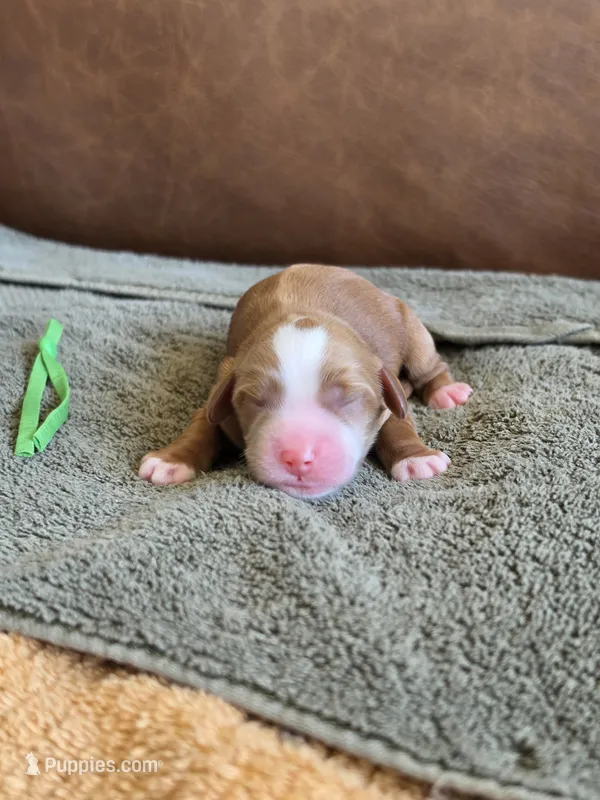 Kevin – Australian Labradoodle puppy for sale in San Diego, CA