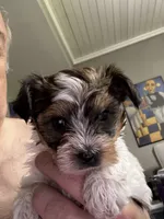 Tommy, a male Yorkshire Terrier for sale in Bowling Green, KY – 6 of 9