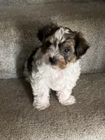 Tommy, a male Yorkshire Terrier for sale in Bowling Green, KY – 2 of 9