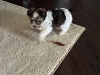 Tommy, a male Yorkshire Terrier for sale in Bowling Green, KY – 4 of 9