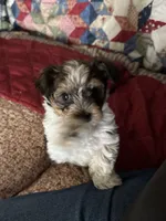 Tommy, a male Yorkshire Terrier for sale in Bowling Green, KY – 8 of 9