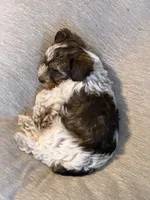 Tommy, a male Yorkshire Terrier for sale in Bowling Green, KY – 9 of 9