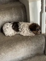 Tommy, a male Yorkshire Terrier for sale in Bowling Green, KY – 5 of 9