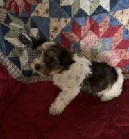 Tommy, a male Yorkshire Terrier for sale in Bowling Green, KY – 7 of 9