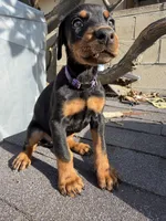 Doberman , a female Doberman Pinscher for sale in Los Angeles, CA – Photo 2 of 5