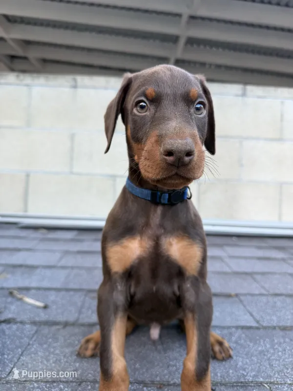 Doberman  – Doberman Pinscher puppy for sale in Los Angeles, CA